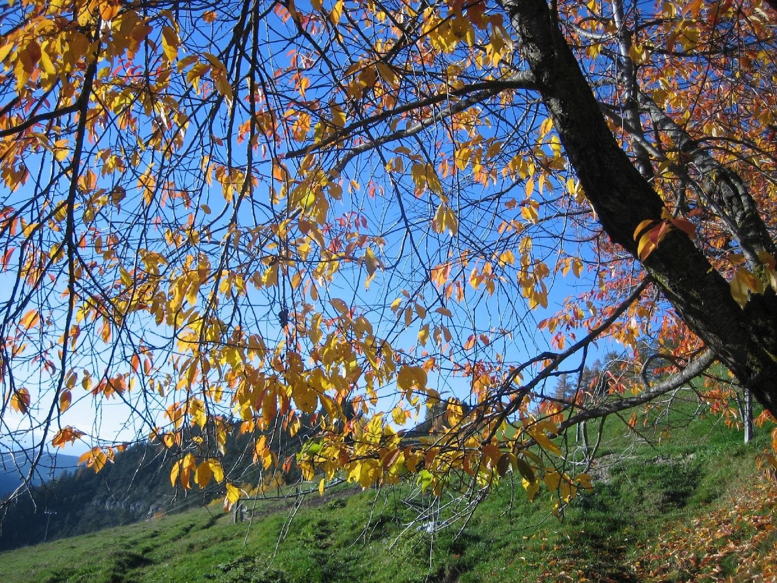 stuppner Stuppnerhof Südtirol Bauernhof in Obereggen im Eggental (16) stuppner Stuppnerhof Südtirol Bauernhof in Obereggen im Eggental (16)