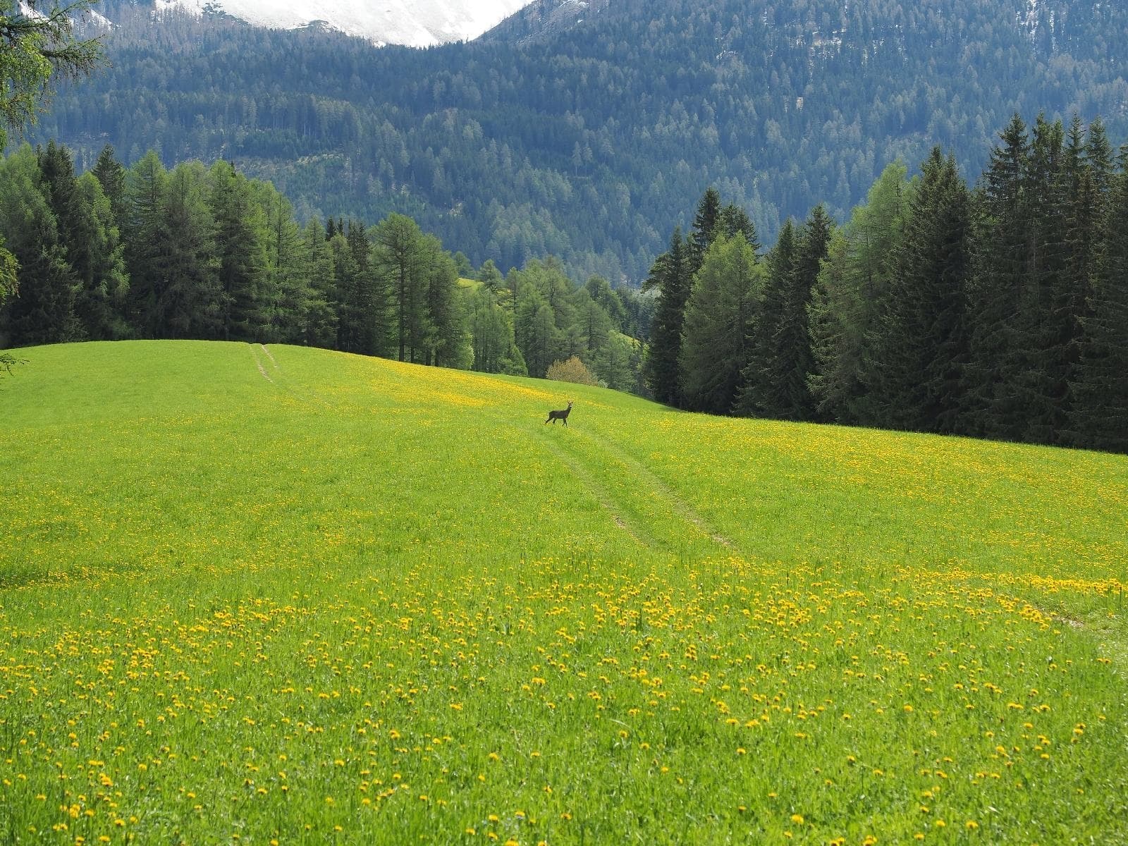 stuppner Stuppnerhof Südtirol Bauernhof in Obereggen im Eggental (53) stuppner Stuppnerhof Südtirol Bauernhof in Obereggen im Eggental (53)