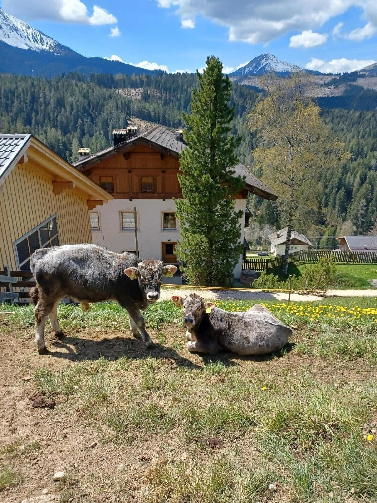 stuppner Stuppnerhof Südtirol Bauernhof in Obereggen im Eggental (81) stuppner Stuppnerhof Südtirol Bauernhof in Obereggen im Eggental (81)
